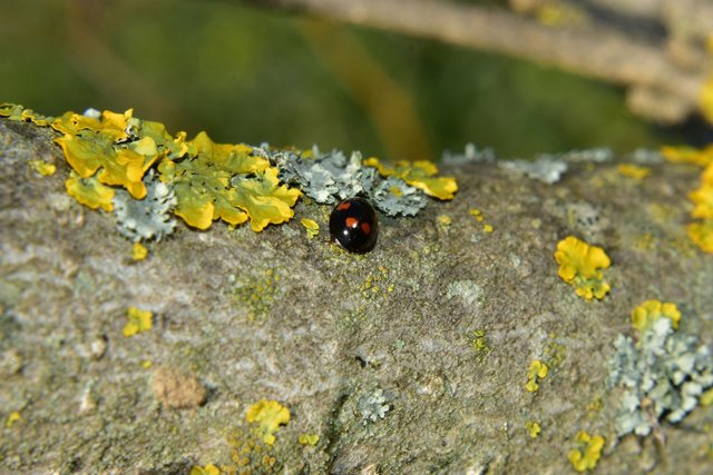 ruth-girl - black ladybug (2).JPG
