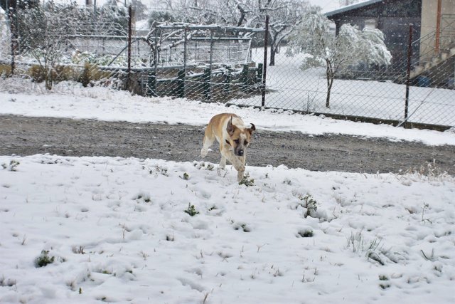 ruth-girl_puppy in the snow (9).JPG