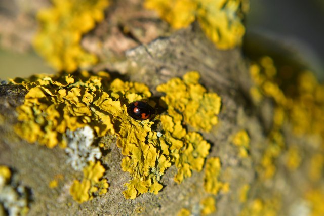 ruth-girl - black ladybug (3).JPG
