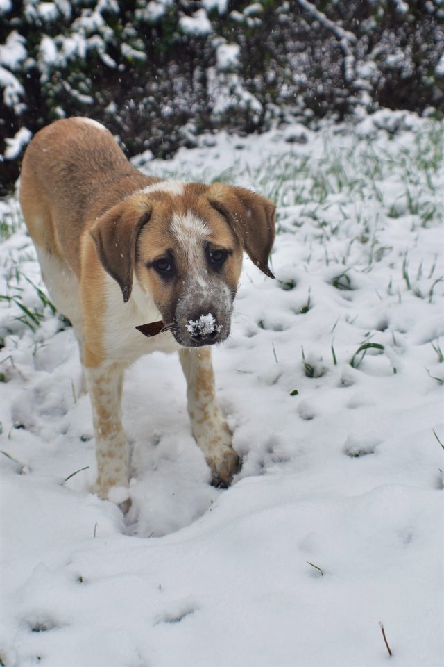 ruth-girl_puppy in the snow (12).JPG