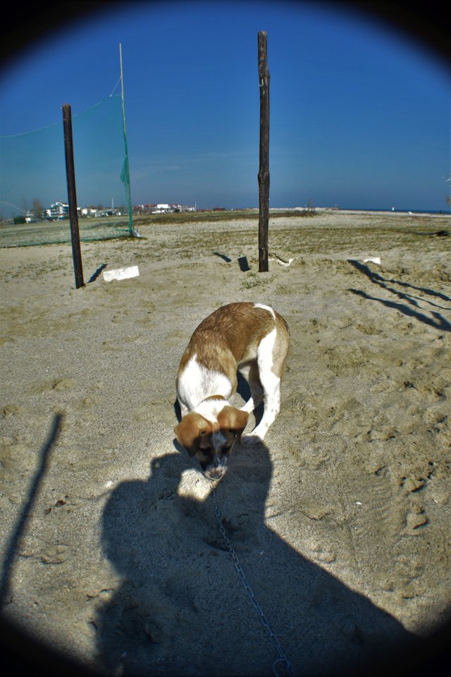 ruth-girl_pupp's first time at the beach (5).JPG