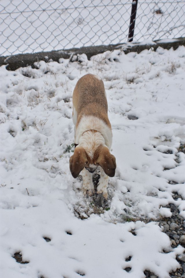 ruth-girl_puppy in the snow (11).JPG