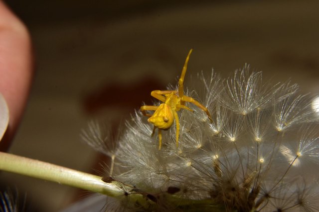 ruth-girl yellow crab spider (4).JPG
