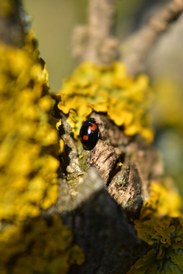 ruth-girl - black ladybug (1).JPG