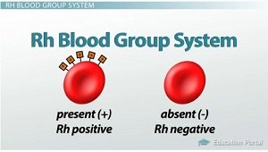 rh-blood-group-system.jpg
