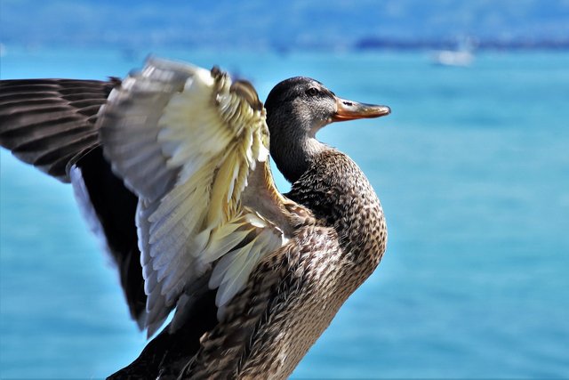 duck-3601467_1280.jpg