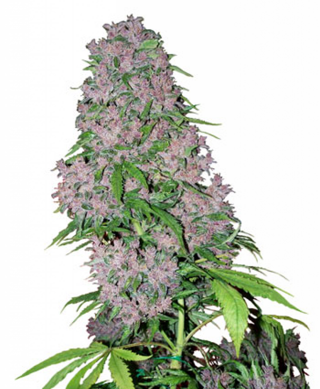 kisspng-kush-cannabis-sativa-bud-seed-skunk-5ab42950dce577.4035731015217564969048.png