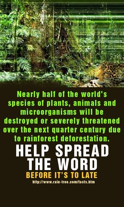 2de03db2e7c4e67cadea755914867c4d--rainforest-deforestation-rainforests.jpg