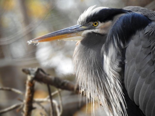 greatBlueHeron9_1.jpg