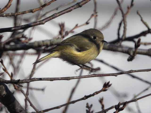 yellowbird2.jpg