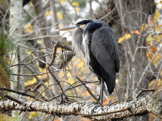 greatBlueHeron3_1.jpg