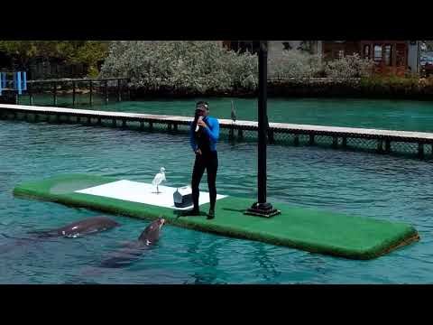 Dolphin show 2