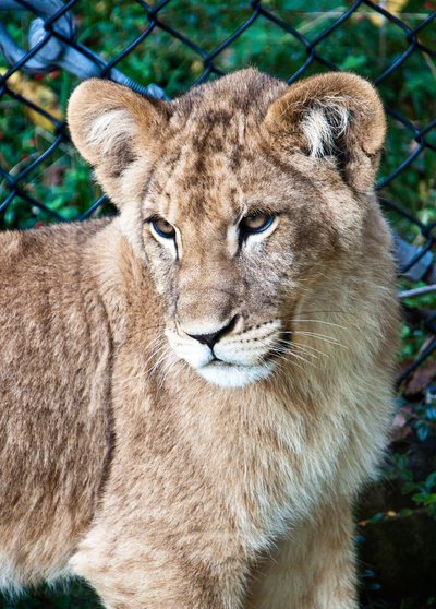 photography animal lion cub zoo