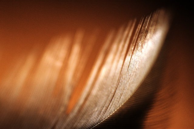 closeup macro feather photography playfulfoodie picture