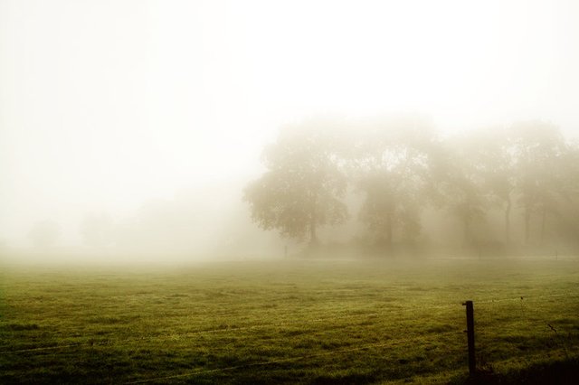 nature photography mist morning