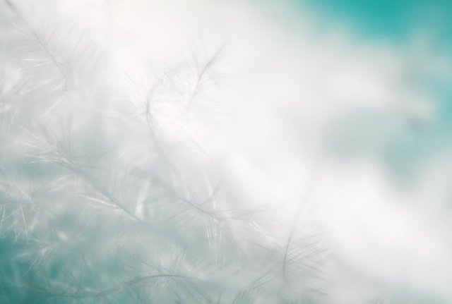 Feather macro picture