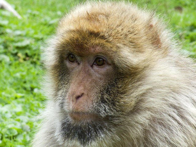 photography animal monkey zoo