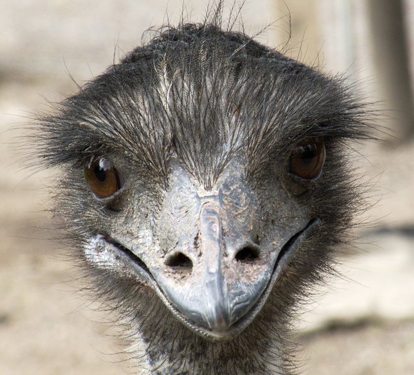 animal picture emu