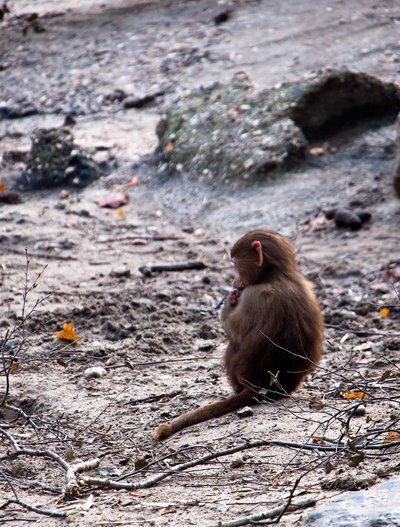 animal picture lonely monkey
