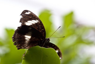 Butterfly photography