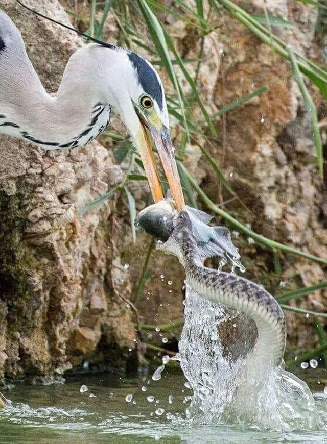 Bird and snake fighting over a fish Template.}