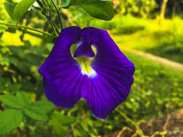 Aparajita Blue Flower}