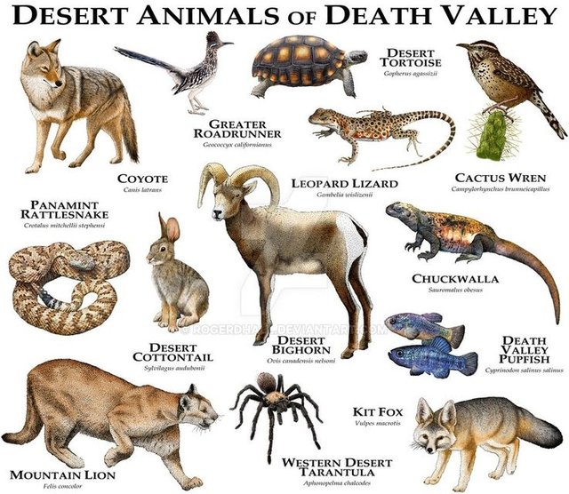 Plants and animals on Earth and their habitats - Science Gr 4-5 — Steemit