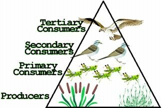 The relationship between animals eating plants and each other - Food chains  and webs - Worksheet for Gr 4-5 — Steemit