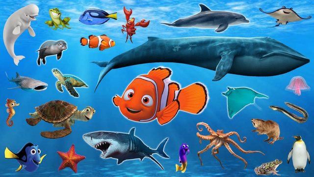 More info on animals - Lesson 3 - Animals living in water: Life skills Gr  1-2 — Steemit