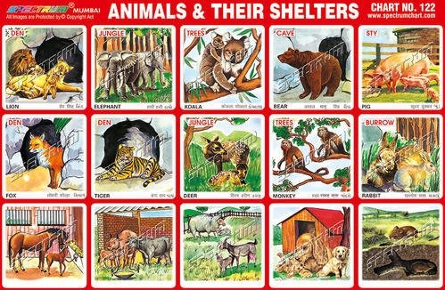 Lets learn more about animals -All animals need houses - lesson 4 - Life  skills Gr 1-2 — Steemit