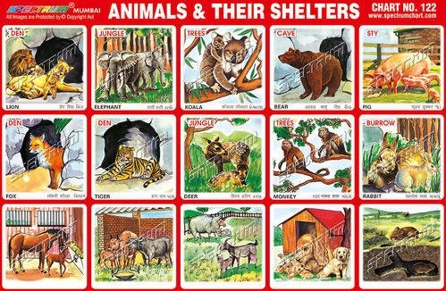 Animal And Their Homes Chart