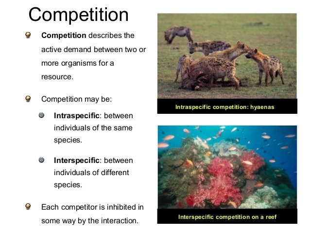 interspecific competition examples in animals