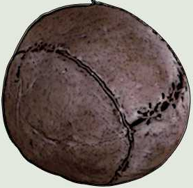 pig bladder soccer ball