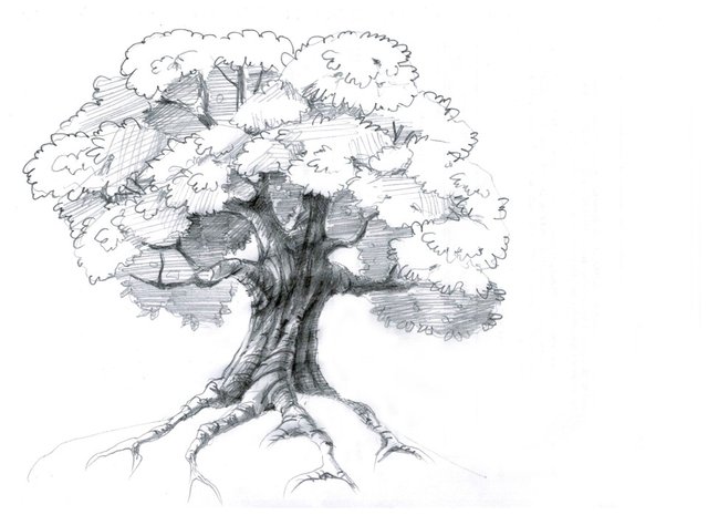 Drawing Lesson Draw A Tree With Leaves Steemit