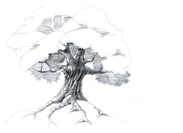 Drawing Lesson Draw A Tree With Leaves Steemit
