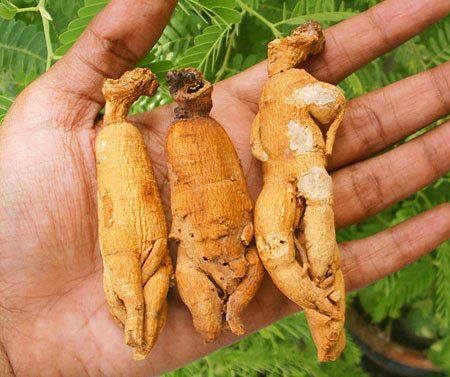 Mandragora One Of The Most Magical Plants Of The Middle Ages Steemit