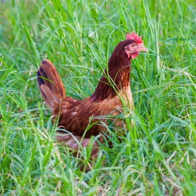 Hen