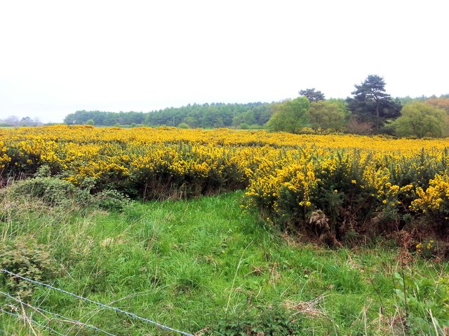 Gorse2