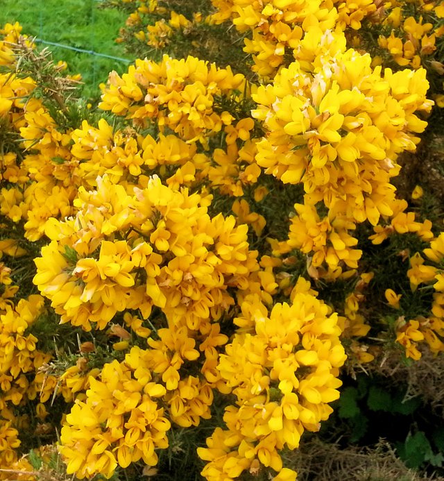 Gorse