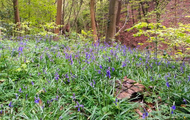 Bluebells4