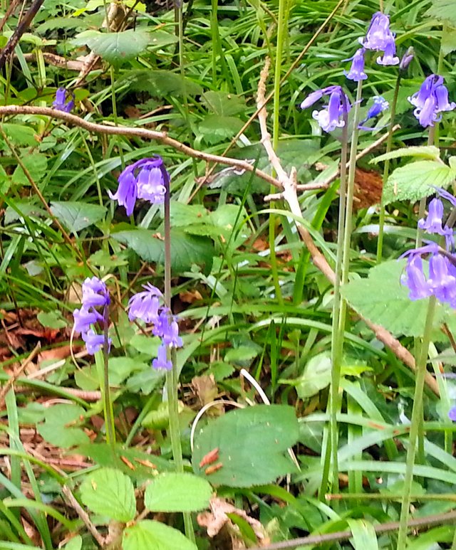 Bluebell2