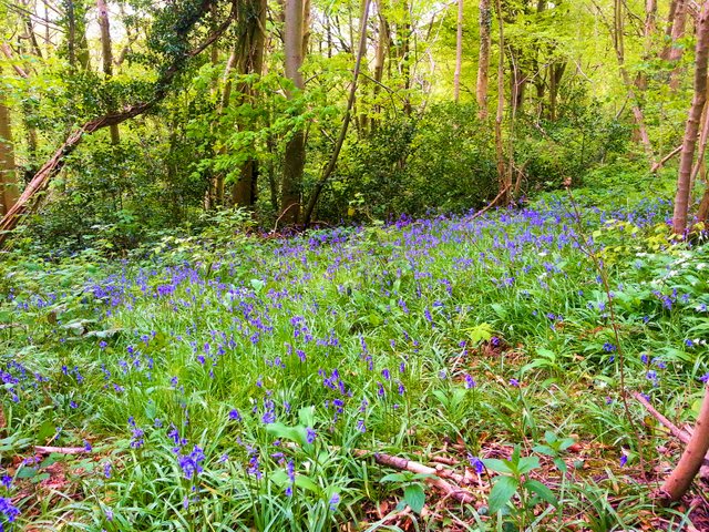 BlueBell1