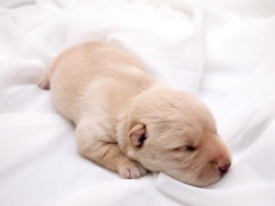Puppy