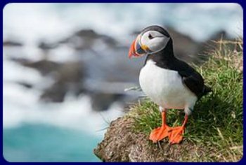 Puffin