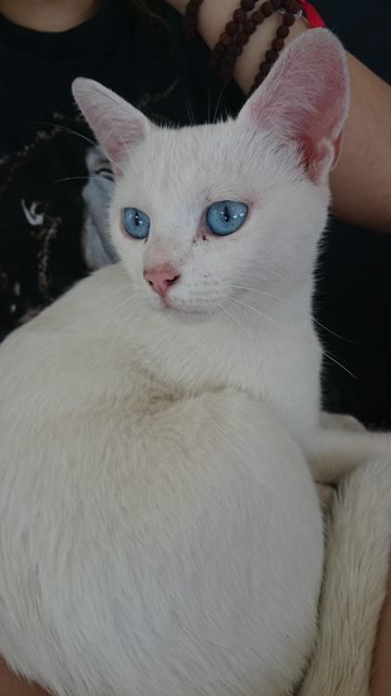 Albino cat ?! -The most beautiful cat I've ever seen — Steemit