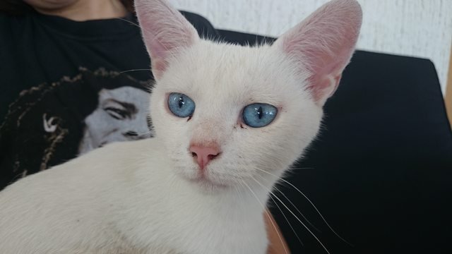 Albino cat ?! -The most beautiful cat I've ever seen — Steemit