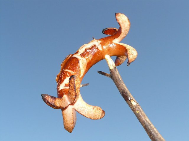 A bratwurst on a stick split at both ends.