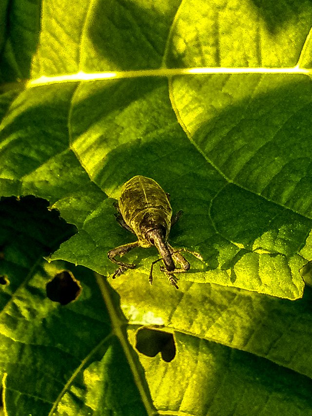 Weevil 1