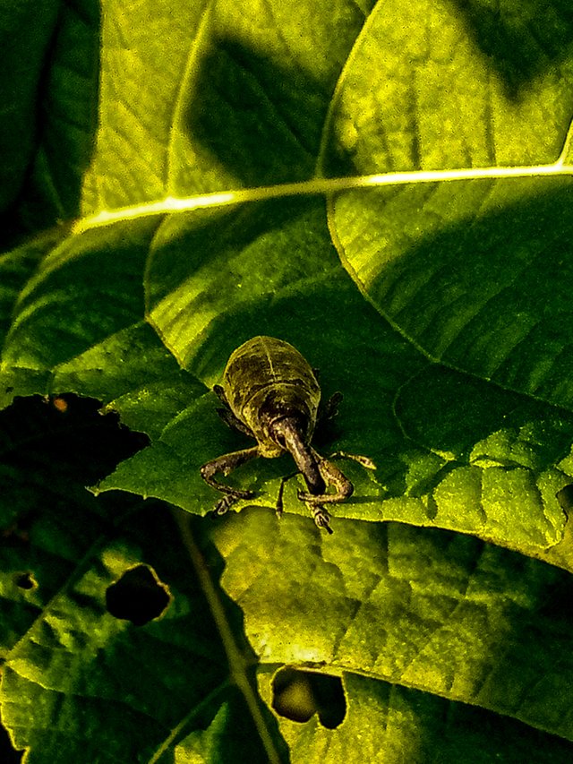 Weevil 3
