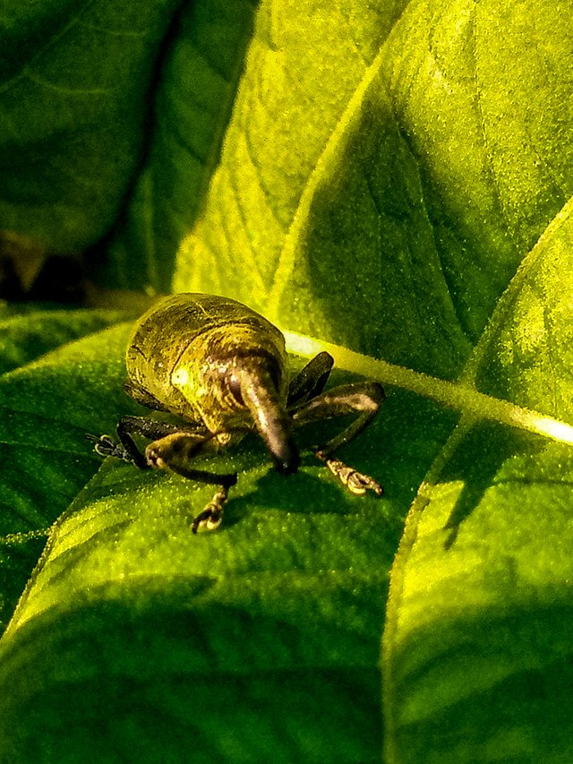 Weevil 2
